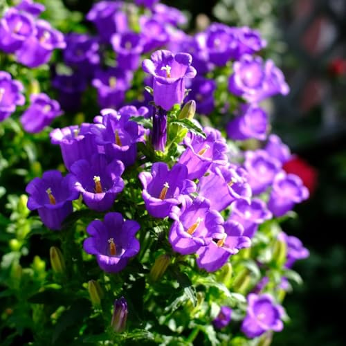 glockenblume mehrjährig - balkon exotische winterhart seltene 600samen
