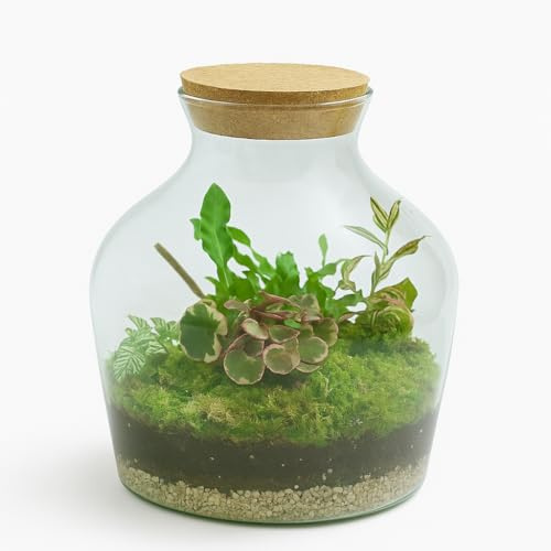 Garden Center Shop | TERRARIO Planta Natural Micro Habitat Cristal Mix Plant 25x23 cm | NANOGARDEN | Ecosistema en Miniatura Vivo | Decoración Vegetal con Tapa de Corcho
