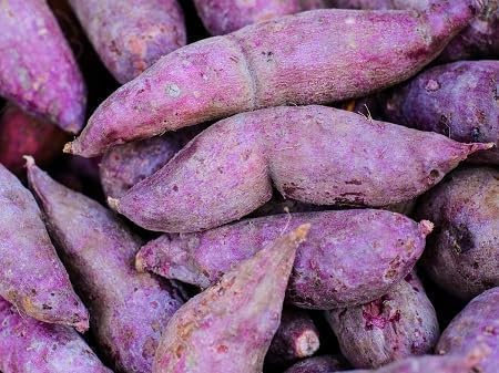 Graines de légumes de patate douce 100 pièces violettes
