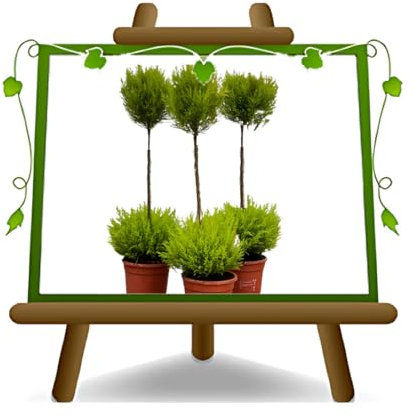 Zypresse Cupressus Macrocarpa Kugel in Vase: ø 16 cm, Höhe 60 cm