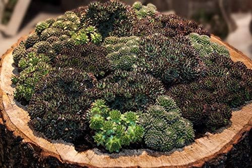 Sedum Stoloniferum, Dachbegrünung, Mauerpfeffer, Fetthenne