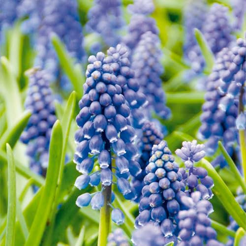 Bloomique - Mix di 50 - Muscari armeniacum - Muscari - Giacinto a grappolo - Bulbi - Fioritura primaverile - Perenni - Cresce fino a 10-15 cm