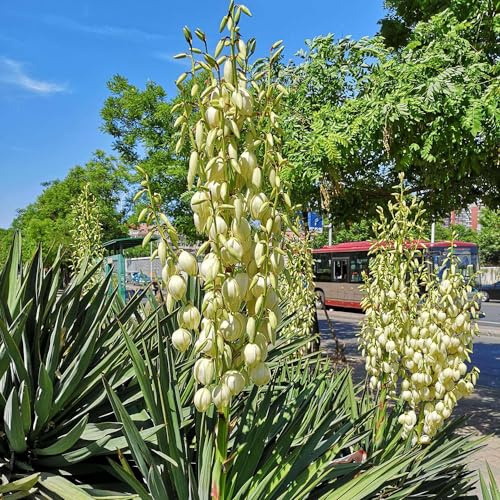 Semi di giglio palma, yucca, Giardino roccioso, resistenti 60pcs