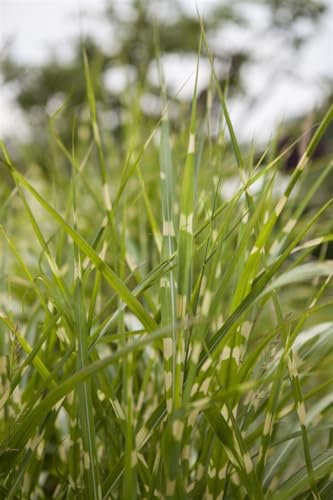 Miscanthus sinensis 'Zebrinus' – WINTERHART, MEHRJÄHRIG, PFLEGELEICHT – Zebragras – Ziergras für Beet & Kübel
