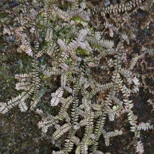 rose von jericho kaufen, kübelpflanzen exotische seltene outdoor winterharte stauden für pralle sonne deko 3zwiebeln
