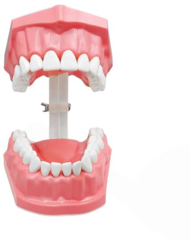 Liakyunf Modèle de Bouche - Modèle Pédagogique Interactif Dentaire avec Brosse à Dents pour Enfant,Fournitures d'Étude Buccale pour, Hommes, Femmes, et Adolescents