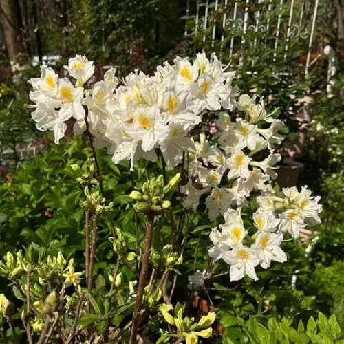 semillas rododendro de balcón resistentes decoración - serie de raras - jardín resistentes para jardín, semillas azalea 200pcs