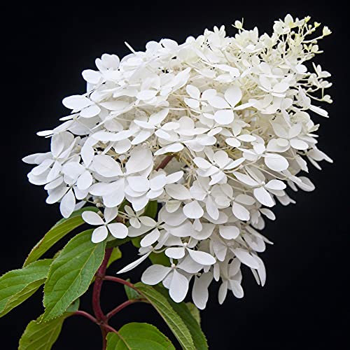 Hydrangea Paniculata Phantom Garden Plant Hardy Shrub Flowering Garden Plants Easy to Grow Your Own 1x 9cm Potted Plant by Thompson and Morgan