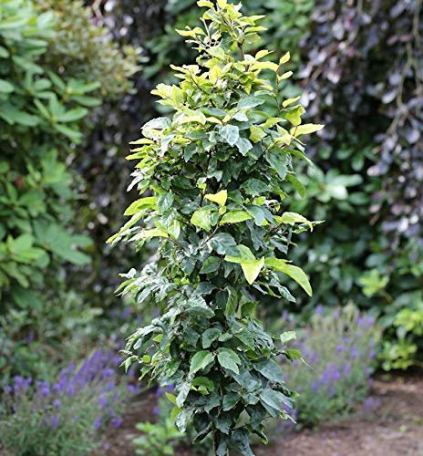 Schwachwüchsige Säulenbuche Callista 40-60cm - Fagus sylvatica - lebende Gartenpflanze aus den Baumschulen