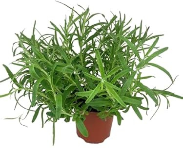 Romero |DECOALIVE | Planta Romero | Rosmarinus