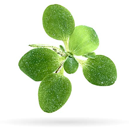 Aquarigram 12+ Leaves Water Lettuce (Dwarf) Live Floating Plant for Aquarium (Pistia stratioes)