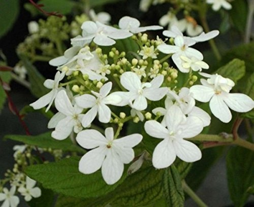 Japanischer Zwerg-Schneeball Watanabe - Viburnum plicatum - duftend (30-40)