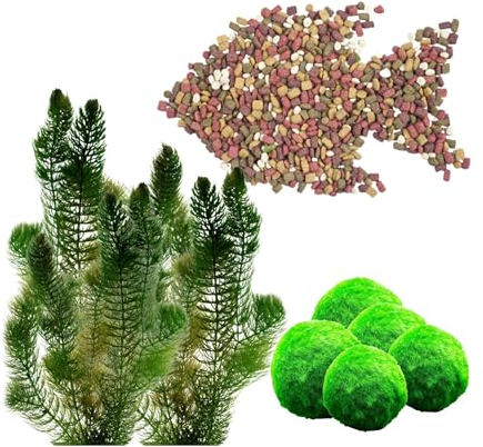 vdvelde.com - Lose Teichpflanzen Winterhart - Sauerstoffpflanzen Teich Paket - 11er Set Wasserpflanzen mit 1L Fischfutter - für 1.000 liter Wasser - Klärpflanze Teich - Van der Velde Wasserpflanzen