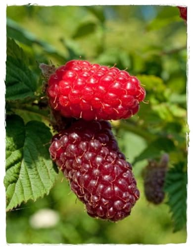 Vivaio Garden Forest Rubus Tayberry Pianta Ibrido Mora-Lampone H 80 cm | Vaso 18 cm, Frutti Dolci e Aromatici, Ricchi di Antiossidanti, Ideale per Orti Familiari