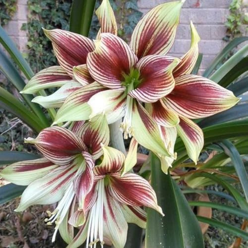 Amaryllis-Rhizom Mischung, Überraschend wachsend, Winterhart Mehrjährig, Geeignet für Frühling und Herbst, Kein Gießen Erforderlich, Leicht Zu ZüChten-1 Rhizom-G