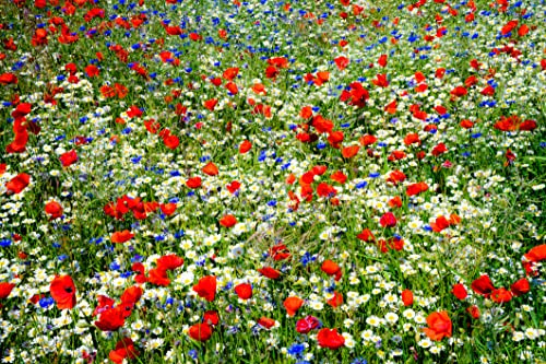 13 000 graines pour une prairie fleurie multicolore La nature à l'état pur avec des bleuets, des coquelicots et des marguerites des prés !