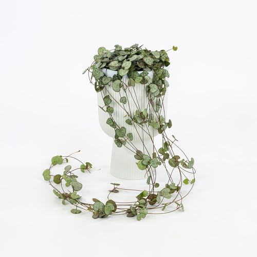 Vivai le Georgiche - Pianta vera di Ceropegia woodii - vaso Ø 15 cm
