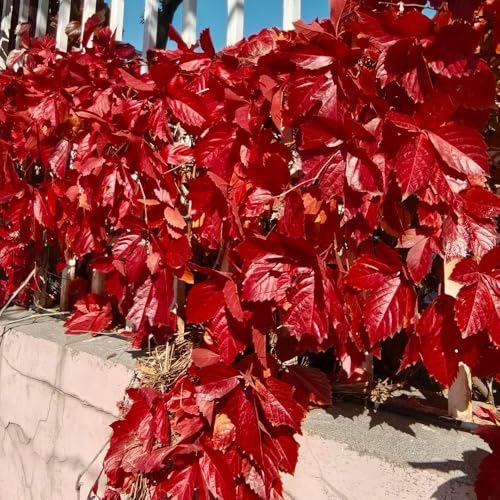 wilder wein, jungfernrebe - hängepflanzenzaun deko vines nachhaltige produkte kräutergarten balkon gartendeko für draußen rankpflanzen zimmerbonsai kletterpflanze deko wohnzimmer 600samen