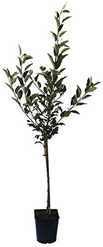 Apfelbaum Roter James Grieve Zwergapfelbaum Balkonobst Terrassenobst 100-120 cm 5 Liter Topf M9