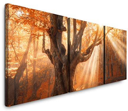 EAUZONE GmbH Magischer Alter Baum 220 x 70cm - 3 Bilder je 70x70cm Bild XXL Panorama Deko Wandbilder auf Leinwand