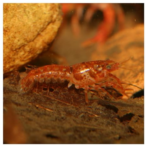 Oranger Zwergkrebs CPO Cambarellus patzcuarensis Pärchen, Nano-Aquarium | Friedlicher Zwergflusskrebs für Nano-Aquarium und Süßwasseraquaristik; Für eine naturnahe Wirbellosenhaltung im Aquarium