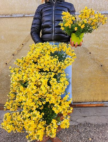 POWERS TO FLOWERS - NEMESIA GIALLA, 2 PIANTE, VASO 14CM DIAMETRO, Piante Vere
