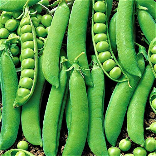 Bolly Bulbs® - Garden Pea Seeds 'Early Onward' (35 Seeds)