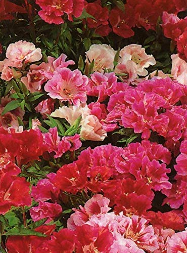 750 Seeds of Godetia Azalea Double Mixed