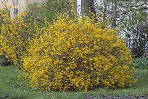 Forsythia intermedia 'Spectabilis' 40-60 cm – Winterhart, Mehrjährig, Pflegeleicht – Forsythie – Heckenpflanze für Garten & Sichtschutz
