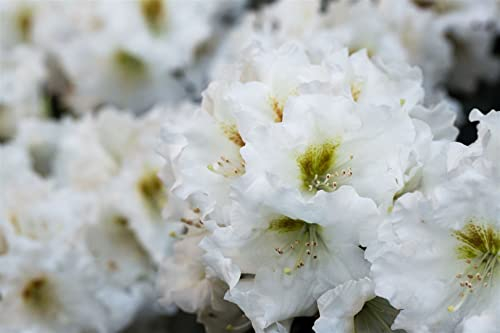 Rhododendron yakushimanum 'Bohlken's Snow Fire' 30-40 cm – Winterhart, Immergrün, Mehrjährig – Rhododendron – Zierstrauch für Garten & Kübel