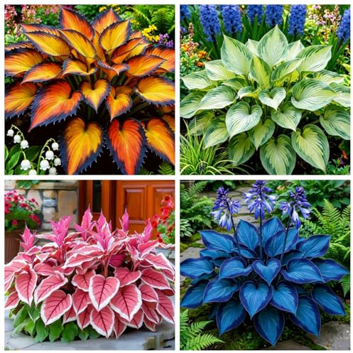 Hosta molto resistente - Resistente al freddo e tollerante all'ombra - Può svernare all'aperto nelle regioni settentrionali-15 PIECE-E