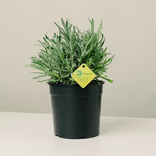 Plantì LAVENDEL, Lavendel Echte Outdoor-Pflanzen, ideal für die Dekoration von Terrassen oder Gärten im Freien, Terrassenpflanzen mit duftenden Blüten, Vasendurchmesser 19 cm (Angustifolia)