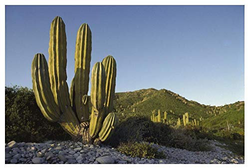 Artworks Italia - Papel Decorativo Gigante con Cactus de Carton de Santa Catalina, Mar de Cortez, Baja California, México-Paper Art-127 cm x 86,36 cm