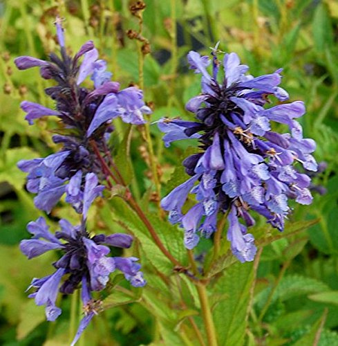 Sibirische Katzenminze - Nepeta sibirica - lebende Gartenpflanze aus den Baumschulen