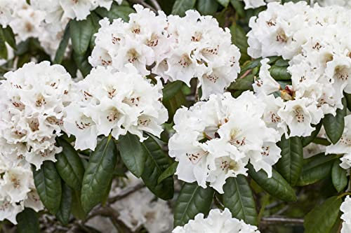 Rhododendron Hybride 'Bellini' 30-40 cm – Immergrün & Winterhart & Pflegeleicht – Rhododendron – Zierstrauch für Garten & Kübel