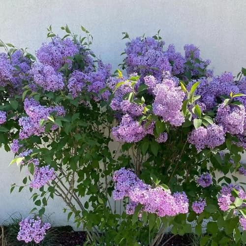fliedersamen - fliederbaum gartenblumen balkonpflanzen flieder kletterpflanzen steingartenpflanzen zimmerbonsai minigarten balkonblumen schnittblumen zierblumen für sonnige plätze 500samen
