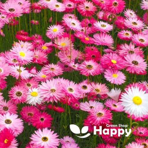 Paper Daisy Mix Everlasting - 550 Seeds + Plant tag + Freebie - Helipterum Roseum