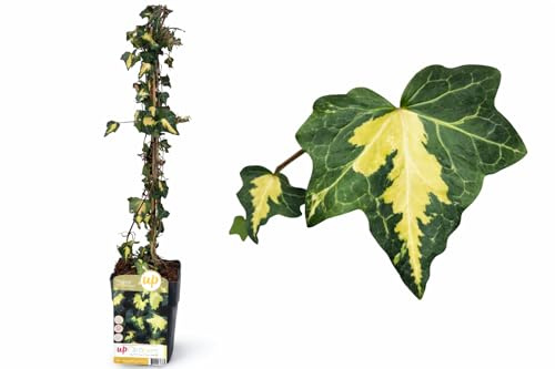 POWERS TO FLOWERS - HEDERA GOLDHEART, EDERA DA MURO, piante vere
