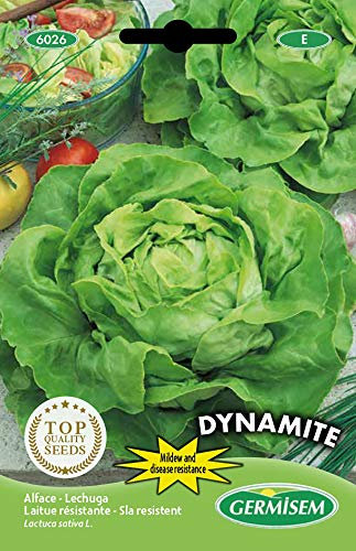 Germisem Dynamite Semi di Lattuga 0.5 g