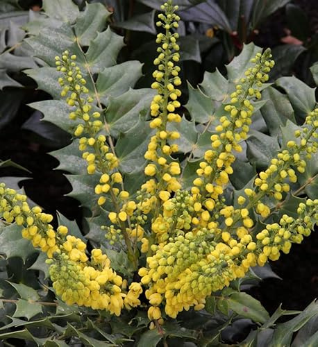 Mahonie Winter Sun 30-40cm - Mahonia media - lebende Gartenpflanze aus den Baumschulen