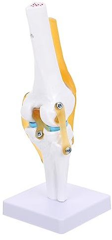 Anneome Wissenschaftliches Anatomisches Kniegelenkmodell Für Medizinische Schulungen Flexibles Design Zur Demonstration Von Bewegung Und Struktur Für Patientenschulungen