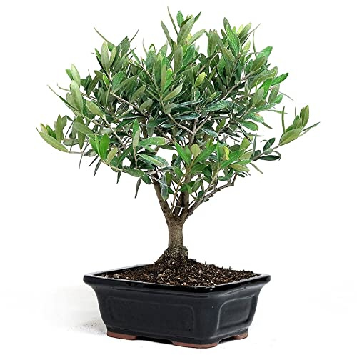 DECOALIVE, Bonsái Planta Olivo para Interior y Exterior Olea Europaea Natural