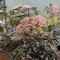 100 pcs schwarzer holunder samen， deko garten，winterharte pflanzen holunder pflanze winterhart， geschenke für gartenliebhaber samen anzucht，gewächshaus balkon bäumchen für garten，bonsai