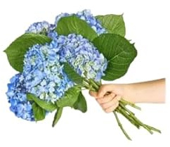 Bouquet de Hortensia Azul con 10 Flores, Ideal para Celebraciones Importantes