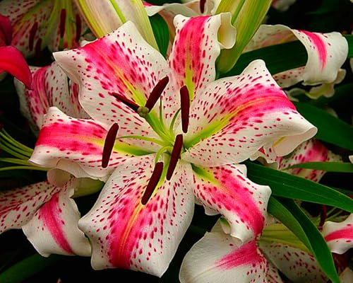 Eccellente Giglio bulbi,Lilium pianta vera,Piante perenni,Decorazione del giardino, bulbi belli e sani(non fiori artificiali)-4 Bulbi-J