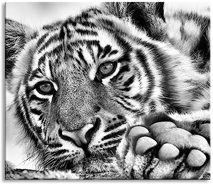 Tiger Herdabdeckplatte & Spritzschutz aus Echtglas | Für Herd-Kochfelder | 60x52 cm