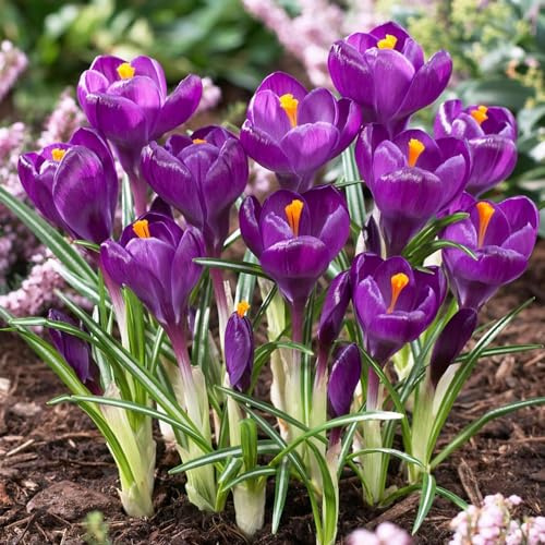 Krokusse Zwiebeln Winterhart Mehrjährig - Flower Record | 50 exklusive Blumenzwiebeln, Echte Pflanzen aus Holland, für Garten, Balkon und Topf (kein Samen, nicht künstlich)