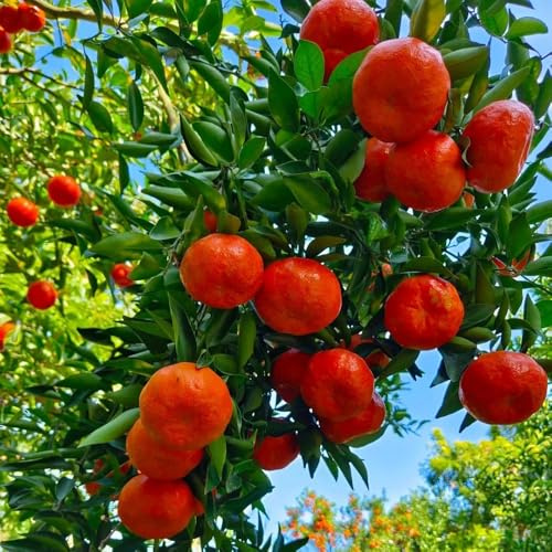 Orangenbaum säulenobstbäume winterharte kübelpflanzen obstbaum pflanztopf bio säulenobst winterharte stauden mehrjährig obstbäume obstpflanzen hochbeete für garten obstsamen 300samen