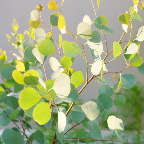 eukalyptus kaufen kaufen zimmerbonsai exotische baumsamen garten baumsamen bonsai balkon grünpflanzen deko wohnzimmer nachhaltige geschenke winterharte garten immergrüne immergrüne 100samen