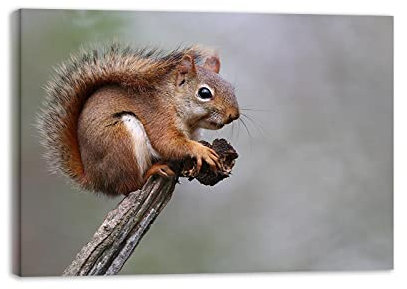NOLEGA Tierbilder mit Rahmen,Eichhörnchen frisst Tannenzapfen,Tier Leinwandbilder,Gemälde Druck auf Leinwand,Moderne Wandbilder Wohnkultur Poster und Drucke 50x70cm Gerahmt